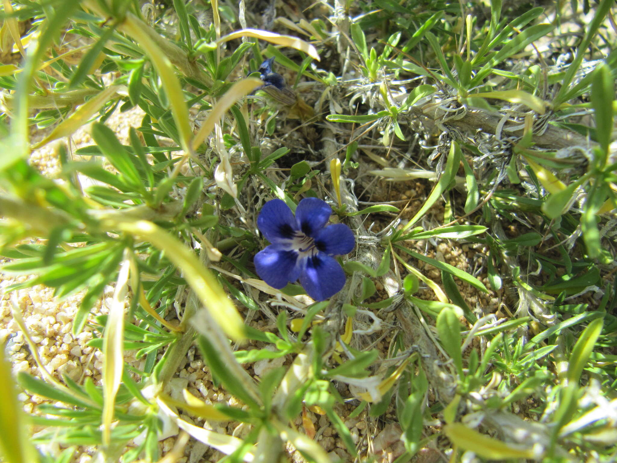 Image of Aptosimum spinescens (Thunb.) Weber