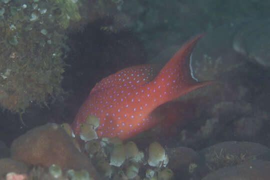 Image of Lunar-tailed Grouper