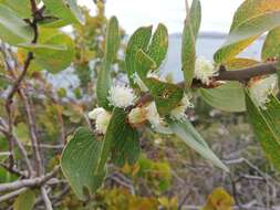 Image of Hakea elliptica (Sm.) R. Br.