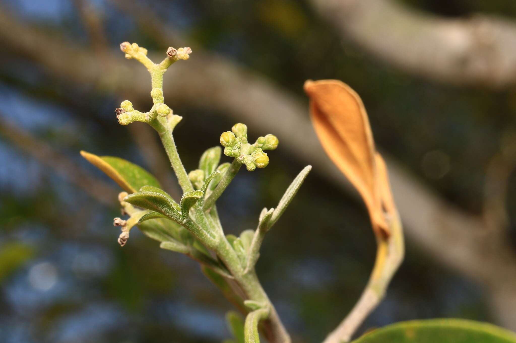 Imagem de Helietta parvifolia (Gray ex Hemsl.) Benth.