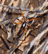 Image of Poecilosphodrus gratiosus (Stål 1859)