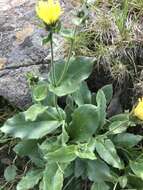 Imagem de Hieracium amplexicaule L.