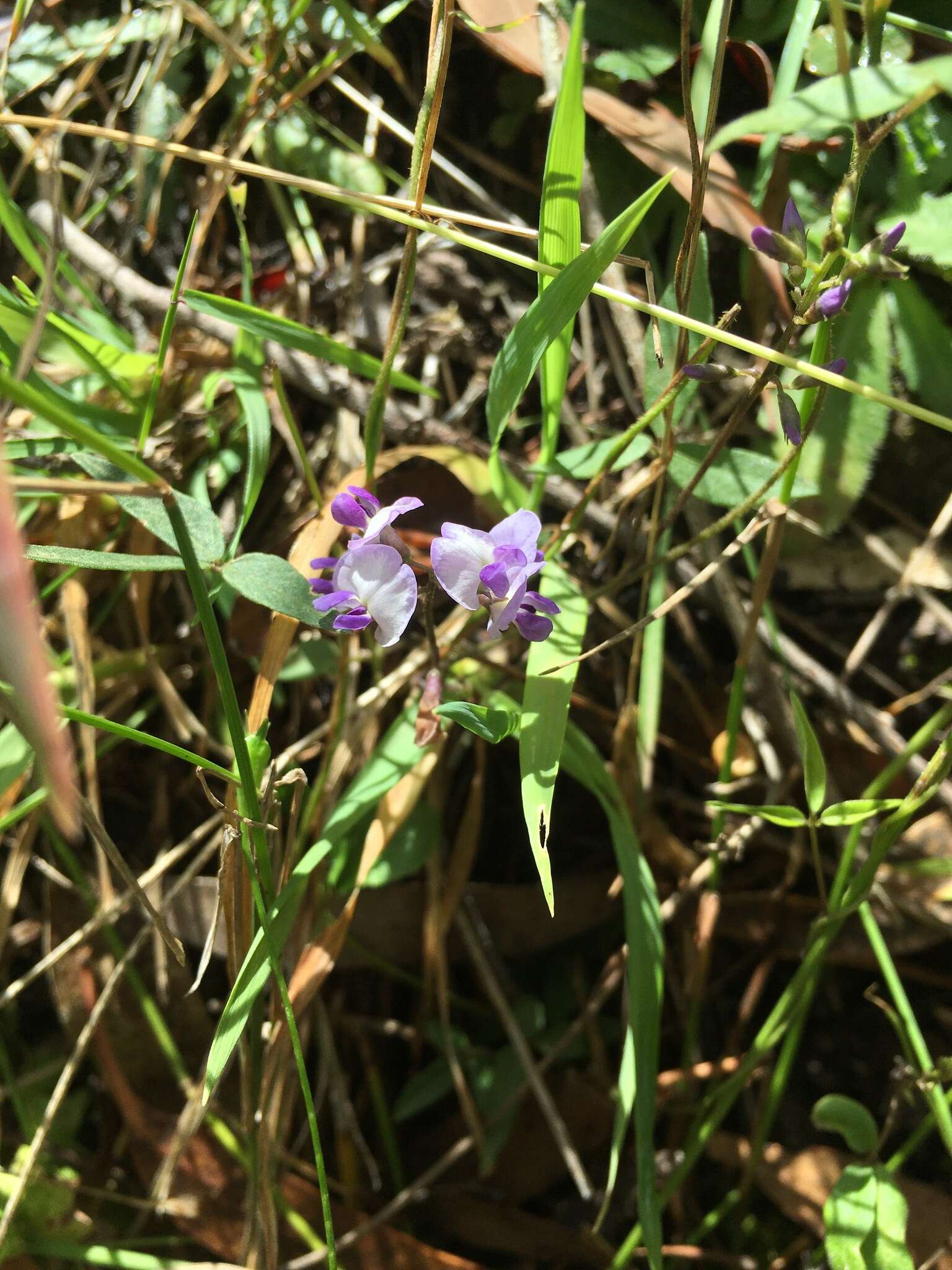 Glycine clandestina Wendl. resmi