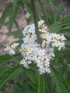 Image of Lippia aristata Schauer