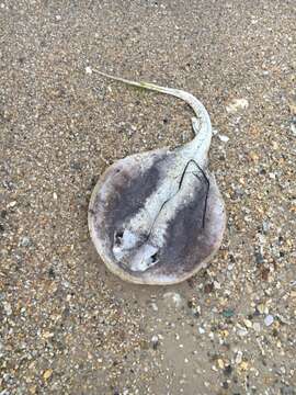 Image of Atlantic Stingray