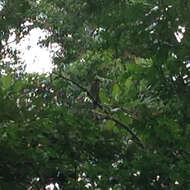 Image of Moustached Guenon