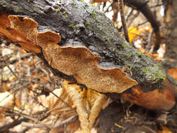 Image of Phellinus chrysoloma (Fr.) Donk 1971