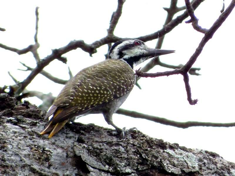 Image of Chloropicus namaquus coalescens (Clancey 1958)