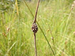 Image of Chorizandra cymbaria R. Br.