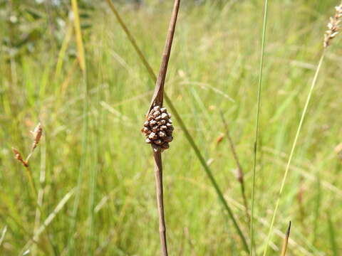 Image of Chorizandra cymbaria R. Br.