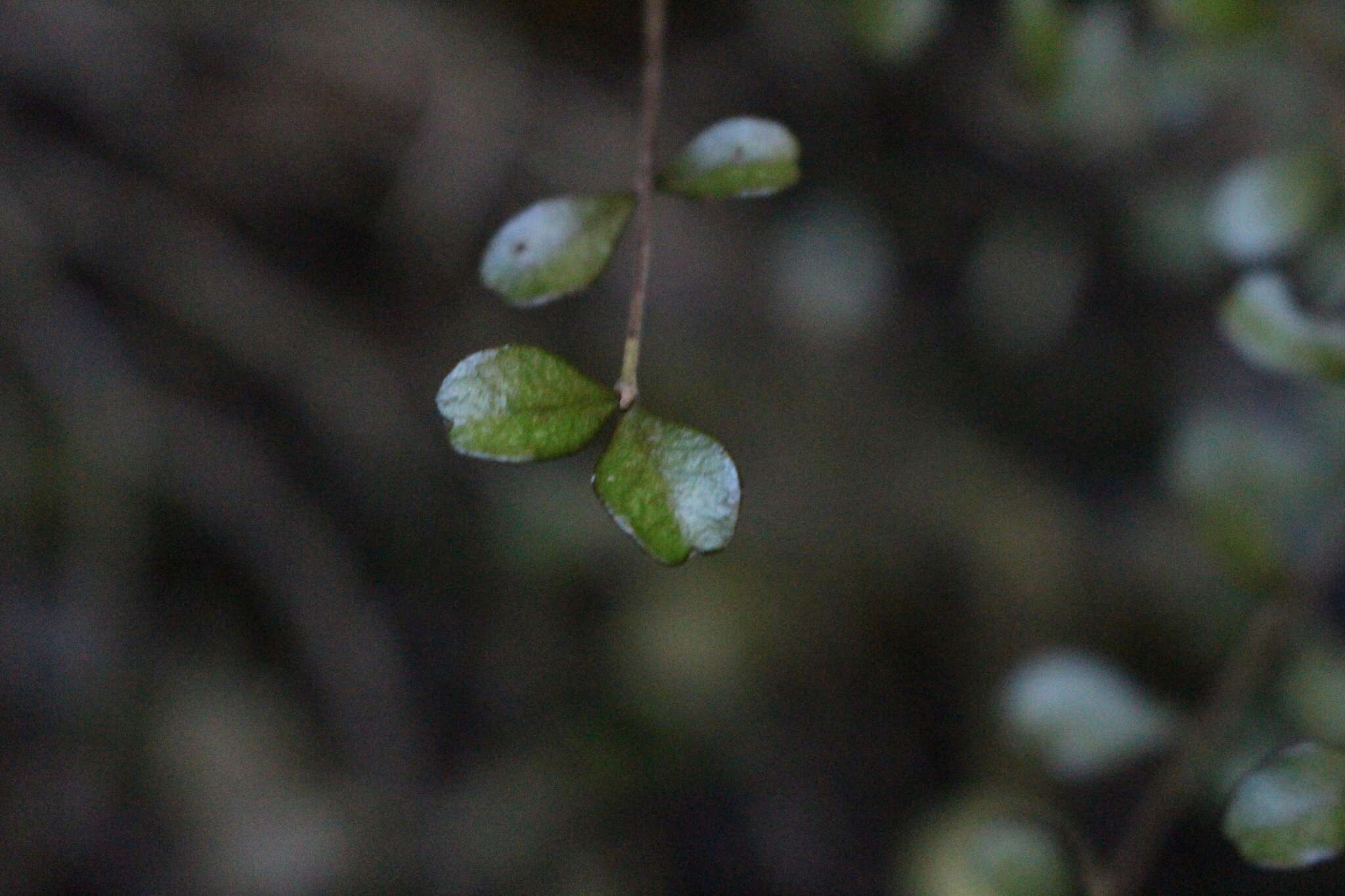 Imagem de Lophomyrtus obcordata (Raoul) Burret