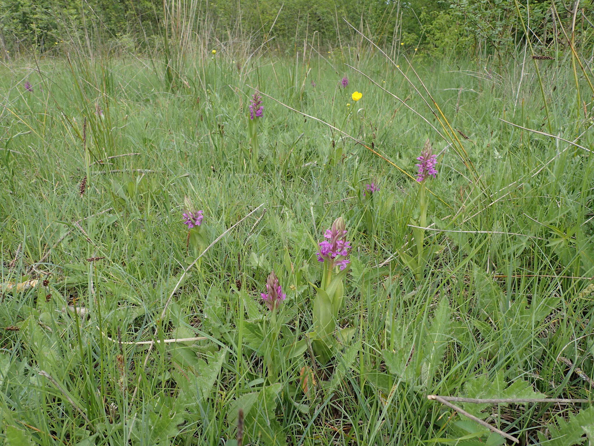 Image of Dactylorhiza elata subsp. sesquipedalis (Willd.) Soó