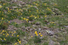 Plancia ëd Anemonastrum narcissiflorum subsp. chrysanthum (Ulbr.) Raus