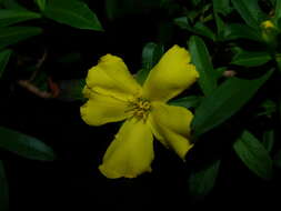 Image of Hibbertia cuneiformis (Labill.) Smith