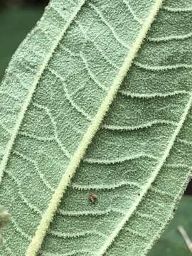 Image of Miconia cataractae Triana