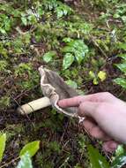 Слика од Tricholoma atroviolaceum A. H. Sm. 1944