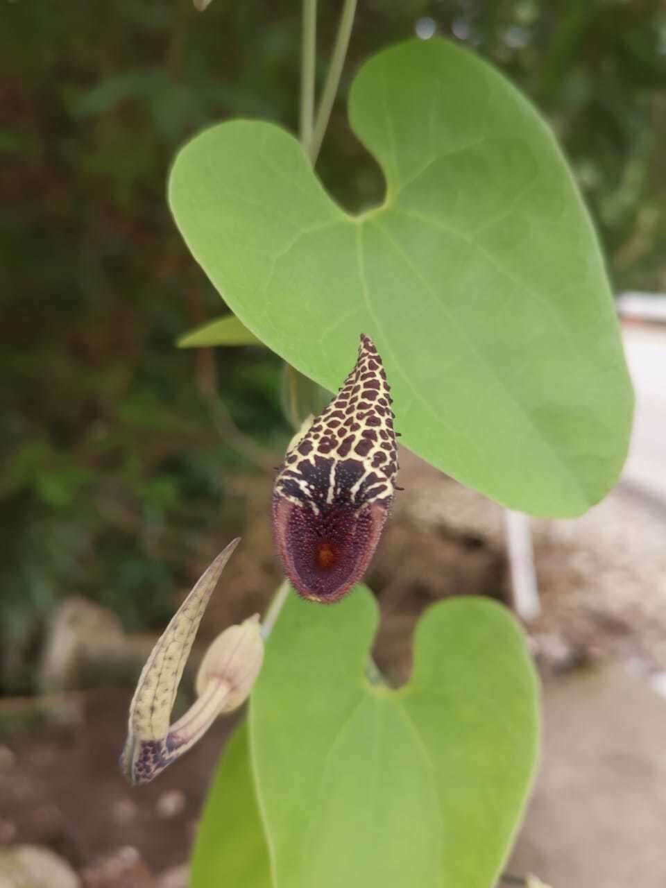 Image of Aristolochia taliscana Hook. & Arn.