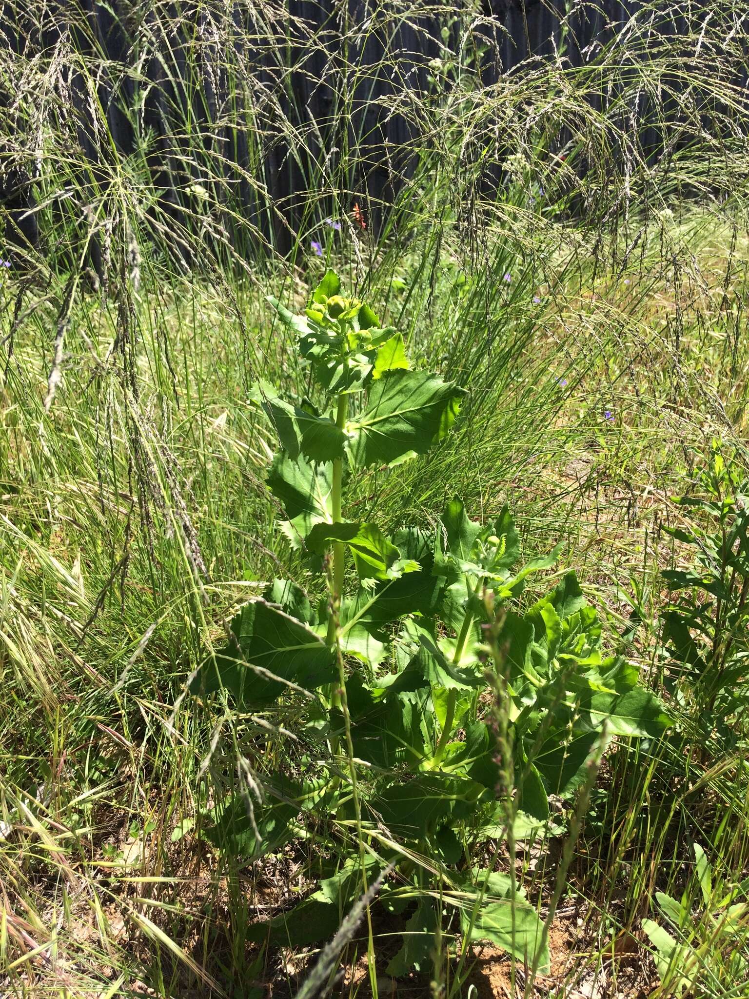 Imagem de Tetragonotheca ludoviciana (Torr. & A. Gray) A. Gray