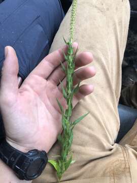 Image of lanceleaf ragweed