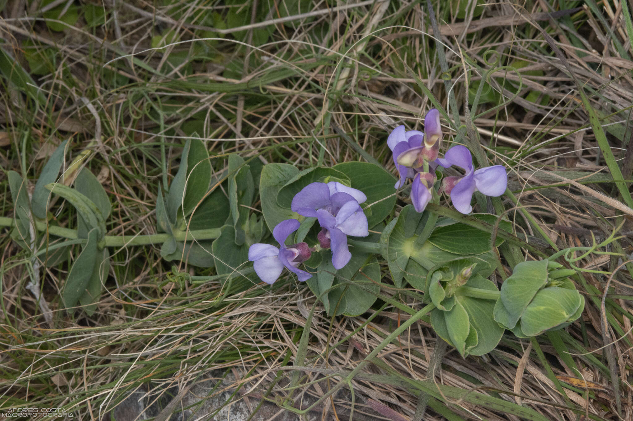 Imagem de Lathyrus nervosus Lam.