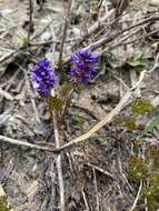 Image of featherleaf kittentails