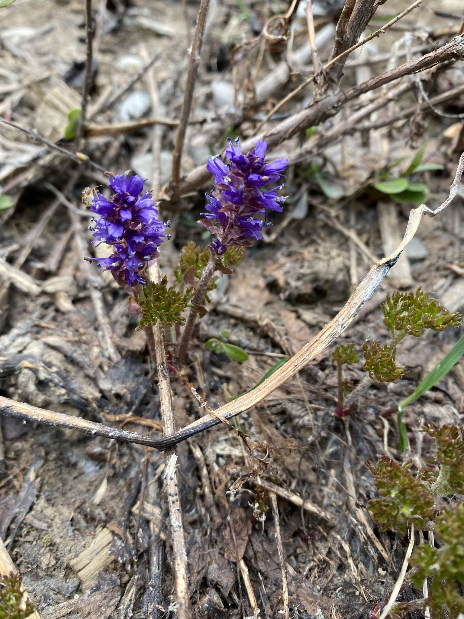 Image of featherleaf kittentails