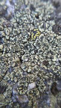 Image of intricate rim lichen