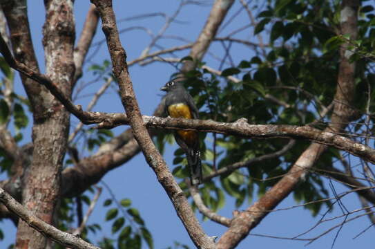 Слика од Trogon violaceus Gmelin & JF 1788