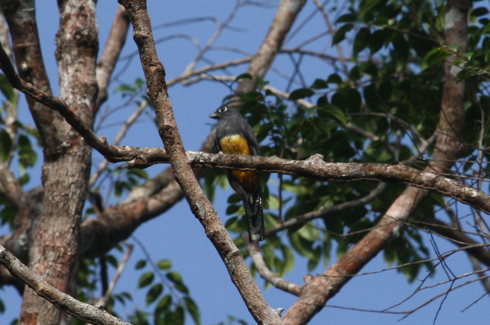 Слика од Trogon violaceus Gmelin & JF 1788