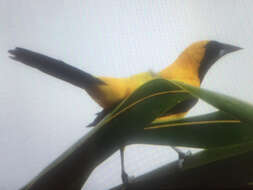 Image of Yellow-backed Oriole