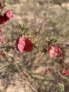 Image of Dodonaea microzyga F. Müll.