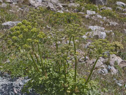 Слика од Angelica brevicaulis (Rupr.) B. Fedtsch.