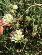 Image of arrowleaf clover