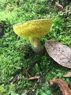 Image of Retiboletus flavoniger (Halling, G. M. Muell. & L. D. Gómez) Manfr. Binder & Halling 2002