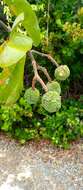 Image of Rhopalocarpus coriaceus (Scott Elliot) Capuron