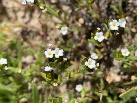 Plancia ëd Plagiobothrys nothofulvus (A. Gray) A. Gray