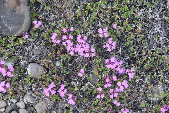 صورة Thymus reverdattoanus Serg.