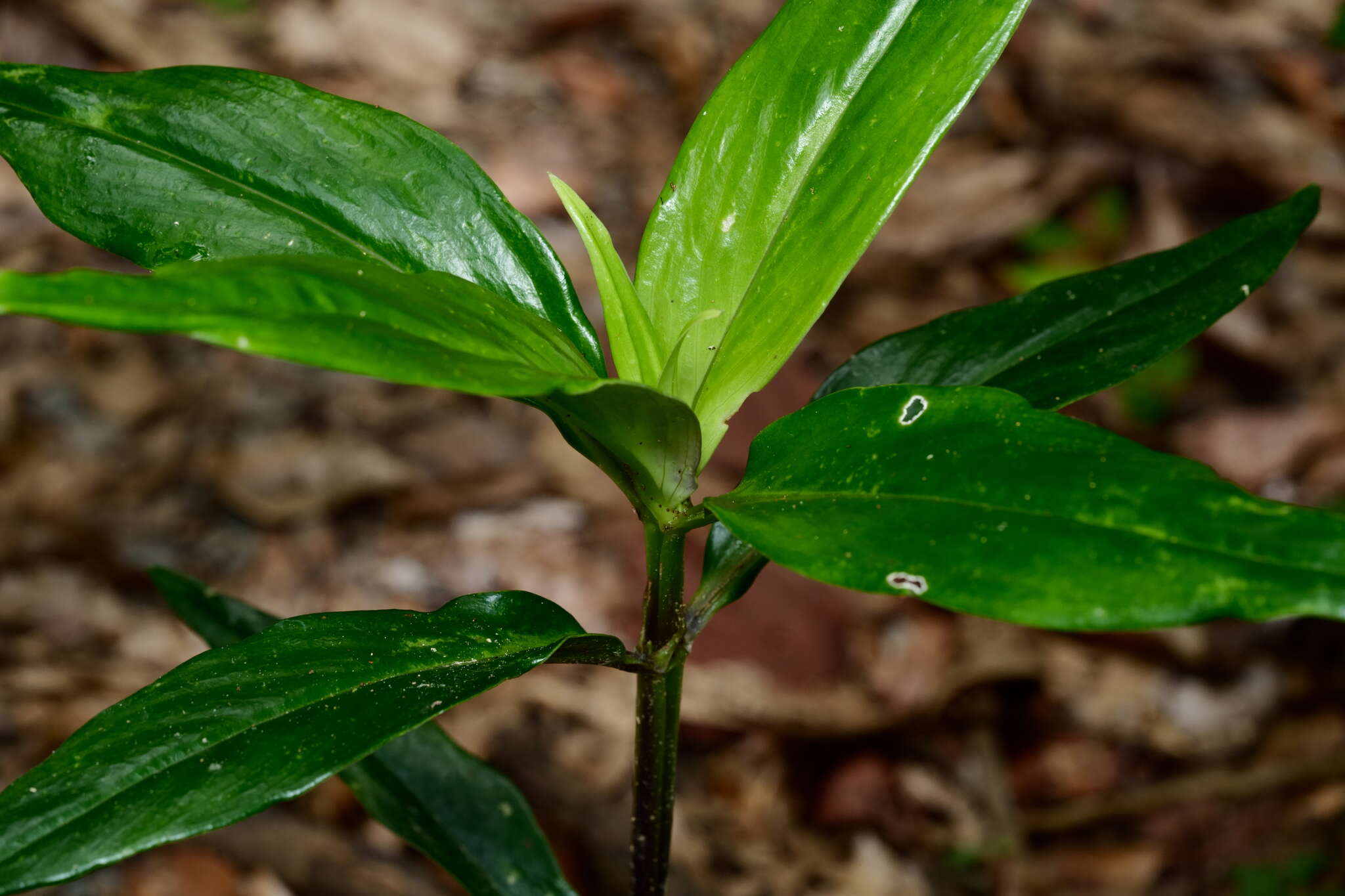 Image of Oldenlandia cristata