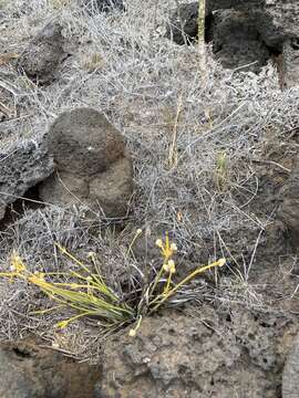 Image of Lithophila radicata (Hook. fil.) Standl.