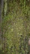 Image of Wall Scalewort