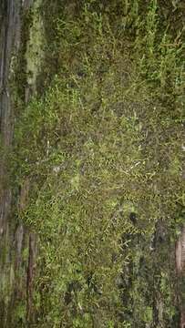 Image of Wall Scalewort