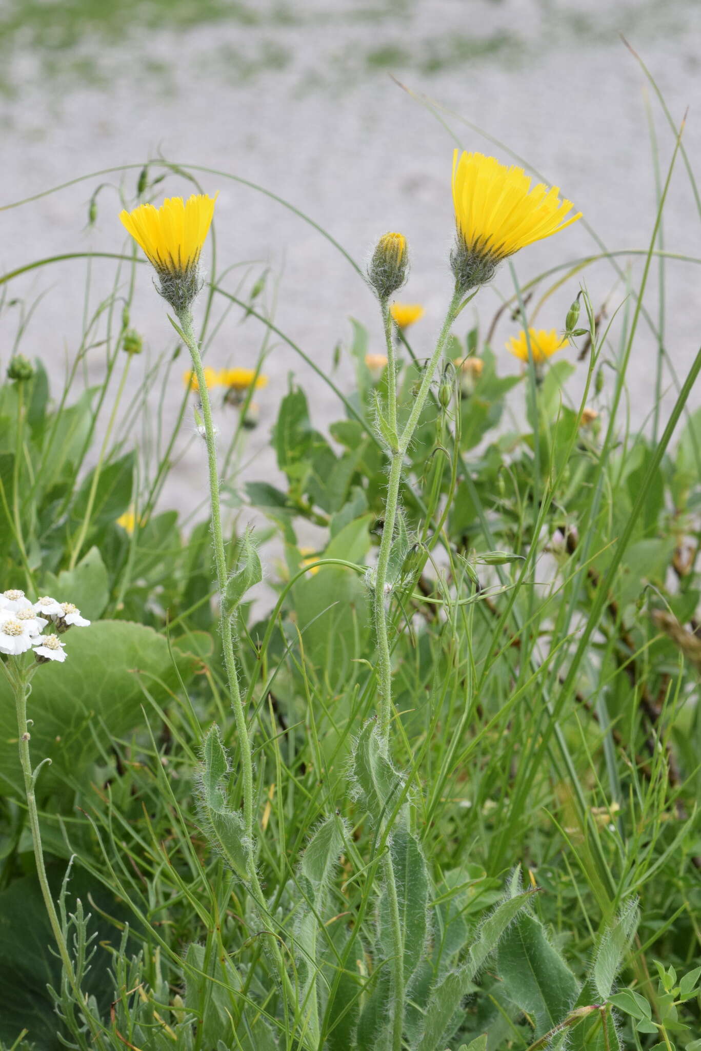 Image of woolly hawkweed