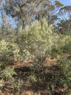 Image of Hakea leucoptera subsp. leucoptera