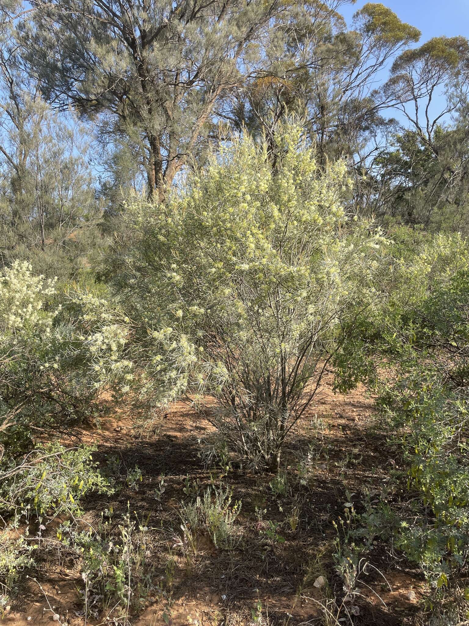 Image of Hakea leucoptera subsp. leucoptera