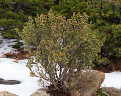 Imagem de Baccharis rhomboidalis Remy