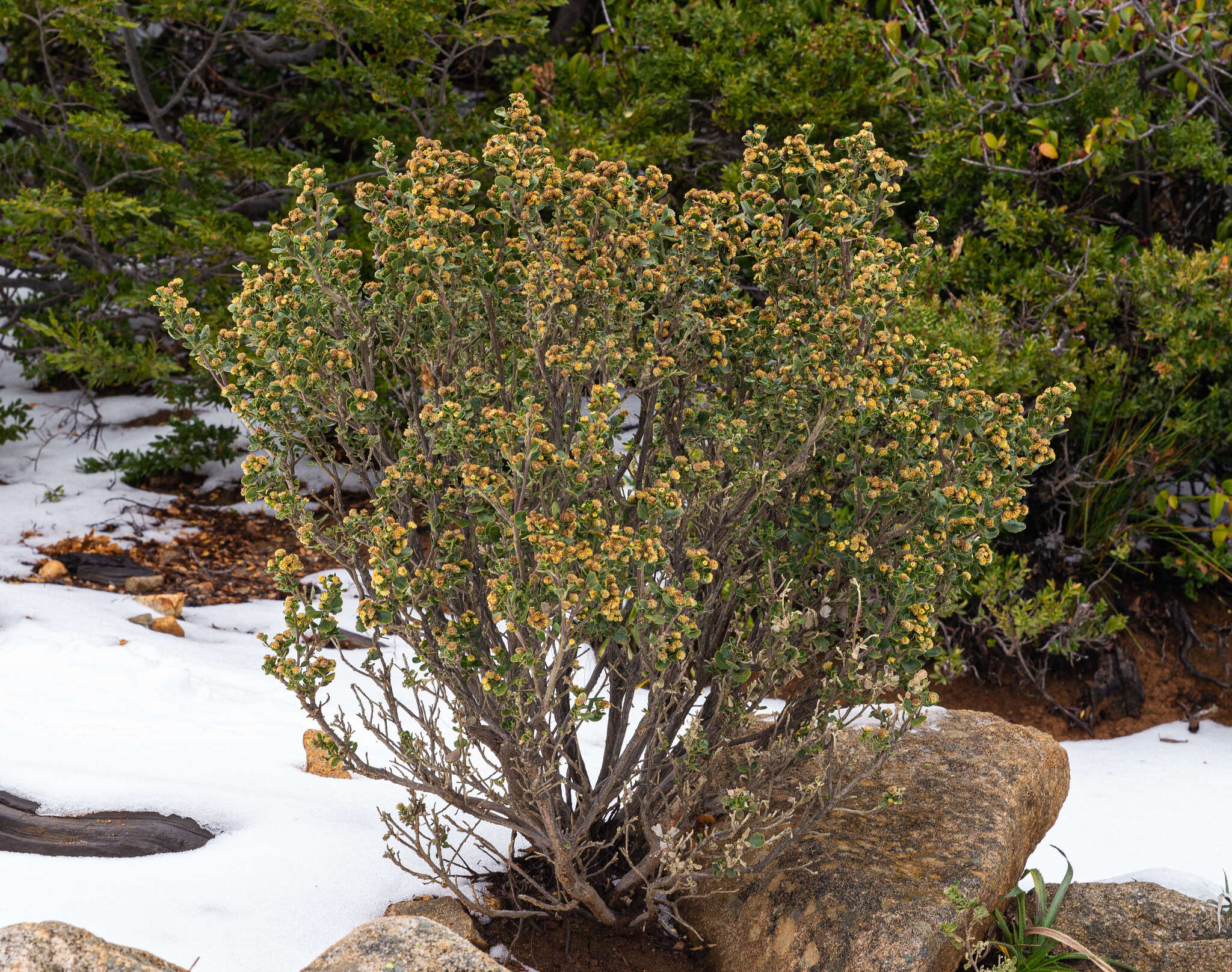 Imagem de Baccharis rhomboidalis Remy