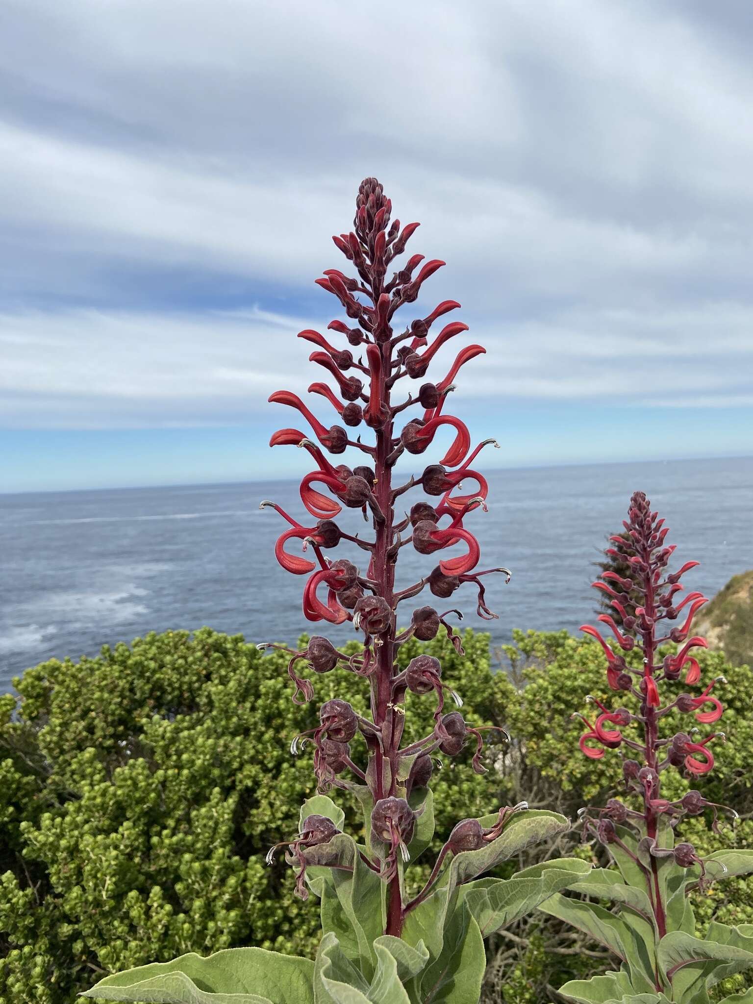 Plancia ëd Lobelia tupa L.