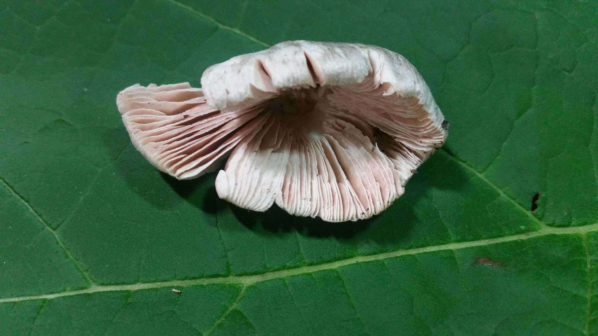 Image of Volvariella taylorii (Berk. & Broome) Singer 1951