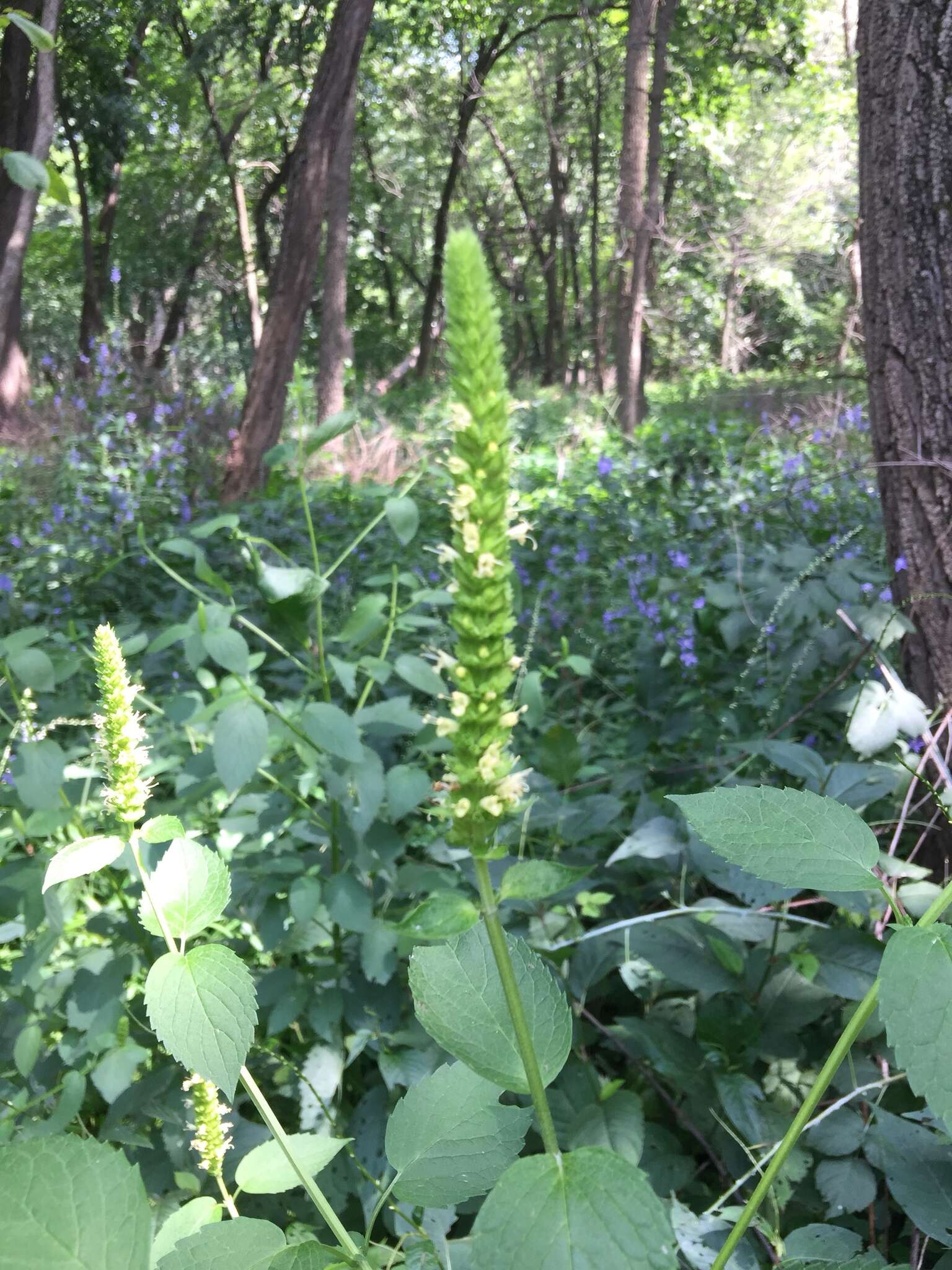 Image of Yellow Giant Hyssop