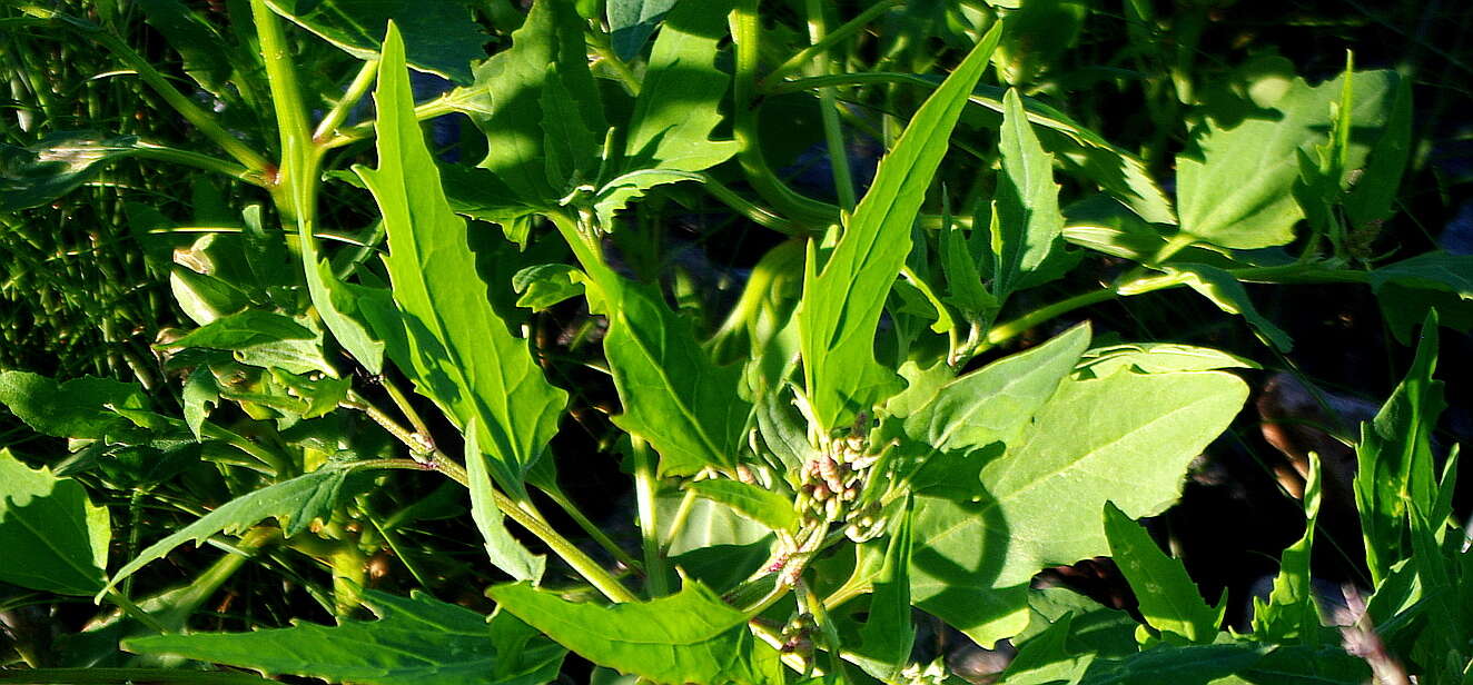 Atriplex nudicaulis Boguslaw的圖片